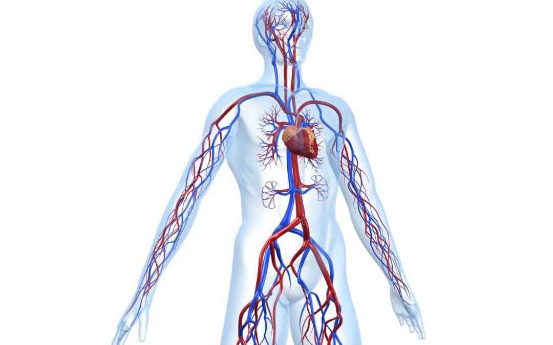 NAVIX Vascular Ultrasound Deep Domain Expertise